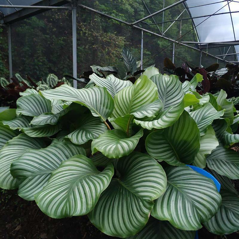 青苹果竹芋水培盆栽大盆花卉绿植盆栽办公室吸烟净化空气