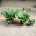 青苹果竹芋水培盆栽大盆花卉绿植盆栽办公室吸烟净化空气