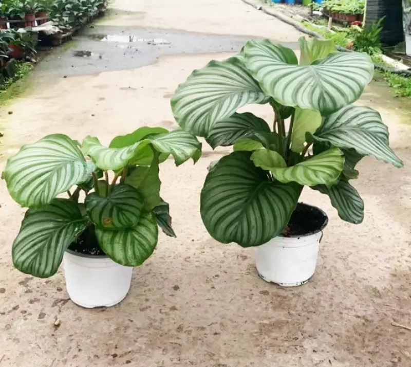 青苹果竹芋水培盆栽大盆花卉绿植盆栽办公室吸烟净化空气