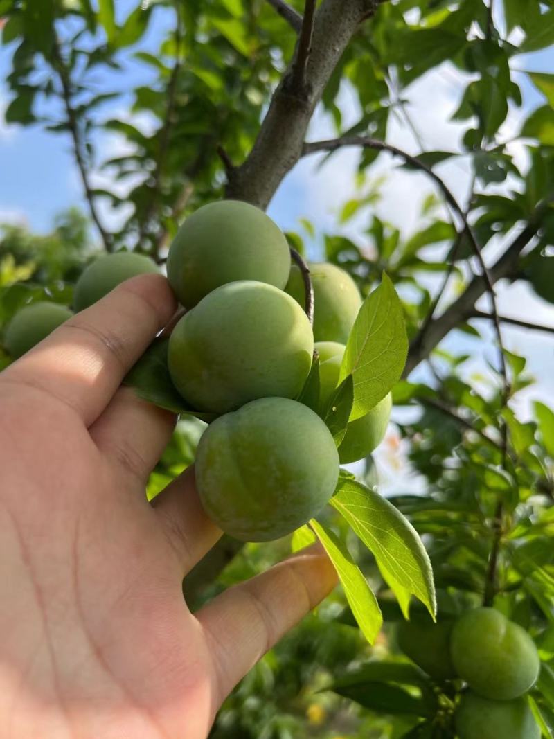 青脆李（又到了吃李子的季节欢迎老板实体看货）