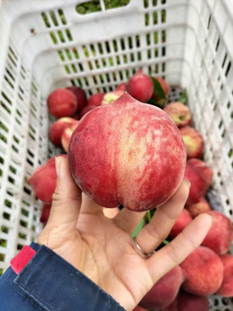 桃子（欢迎全国各地老板前来实体看货）合作共赢