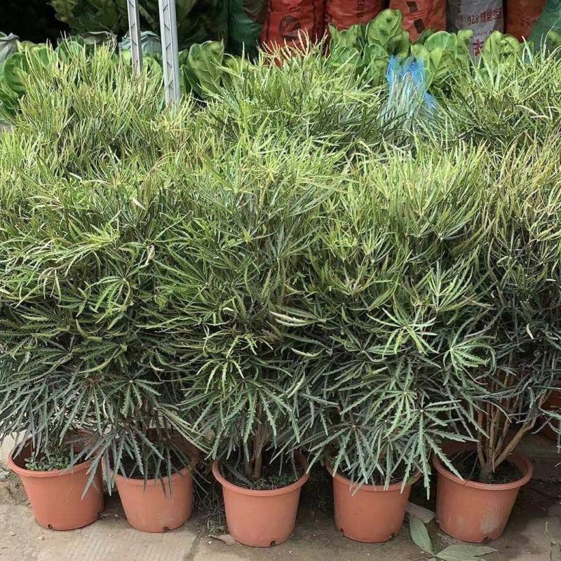 孔雀木盆栽大型室内植物客厅办公室吸甲醛净化空气好养活绿植