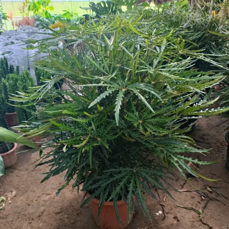 孔雀木盆栽大型室内植物客厅办公室吸甲醛净化空气好养活绿植