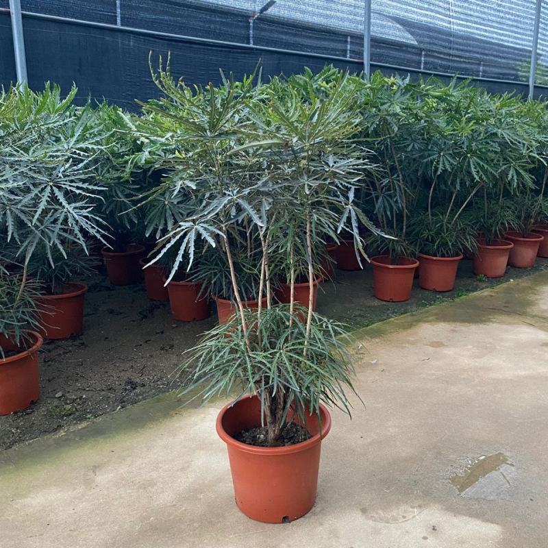 孔雀木盆栽大型室内植物客厅办公室吸甲醛净化空气好养活绿植