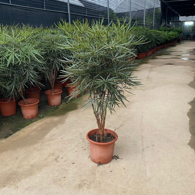 孔雀木盆栽大型室内植物客厅办公室吸甲醛净化空气好养活绿植