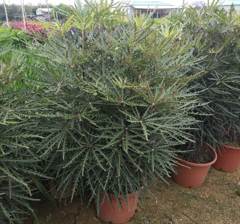 孔雀木盆栽大型室内植物客厅办公室吸甲醛净化空气好养活绿植