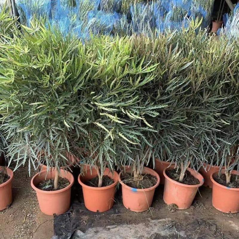 孔雀木盆栽大型室内植物客厅办公室吸甲醛净化空气好养活绿植