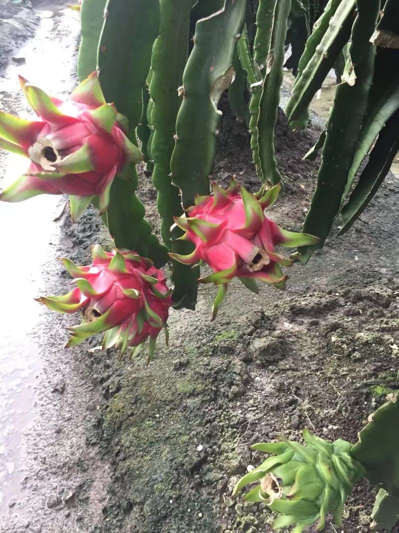 湛江货大量上市，货美价廉，欢迎各路老板来电洽谈