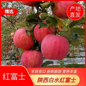陕西渭南白水县红富士苹果量大产地直供现摘现发欢迎客商采购