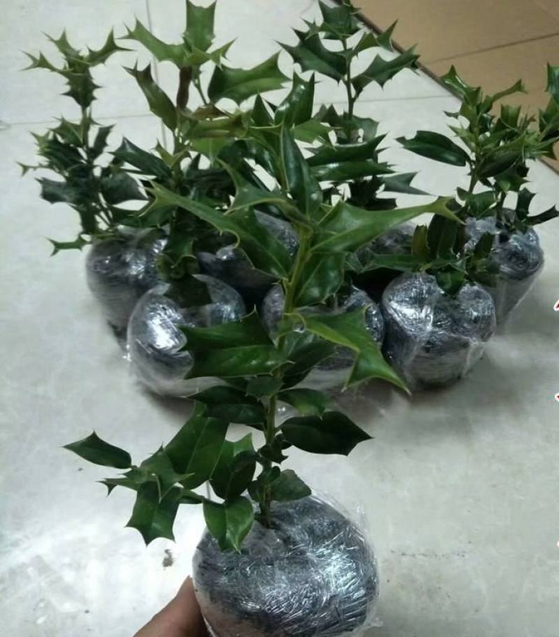 枸骨树苗老虎刺八角刺猫儿刺鸟不宿吉祥树羊角刺球绿植盆