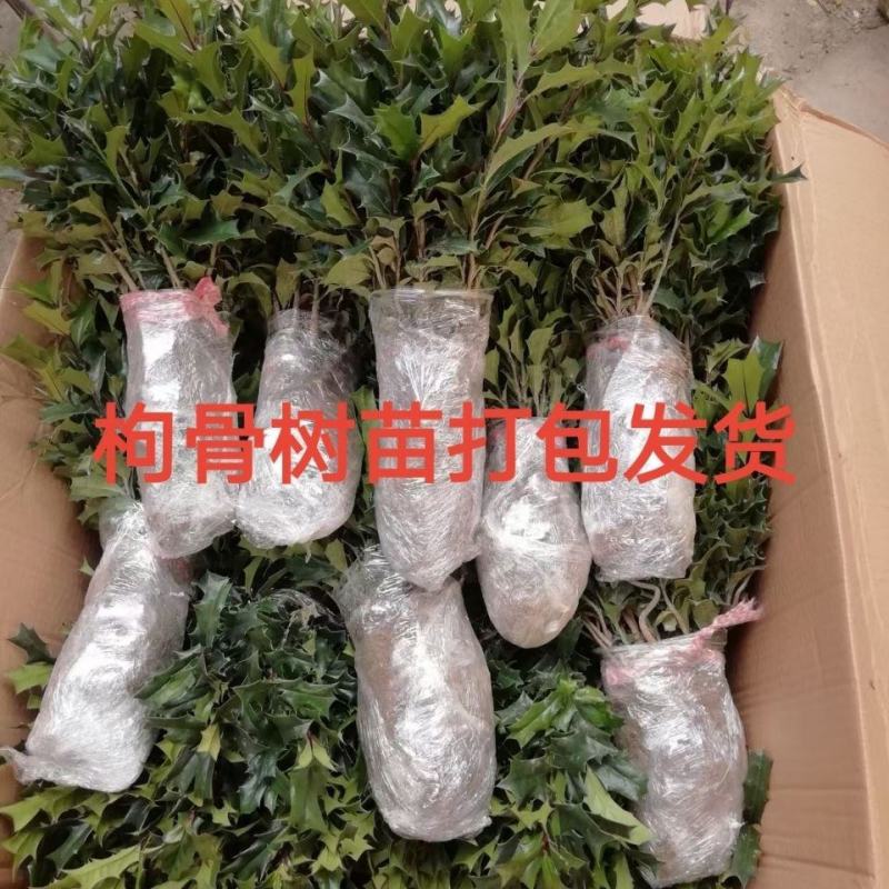枸骨树苗老虎刺八角刺猫儿刺鸟不宿吉祥树羊角刺球绿植盆