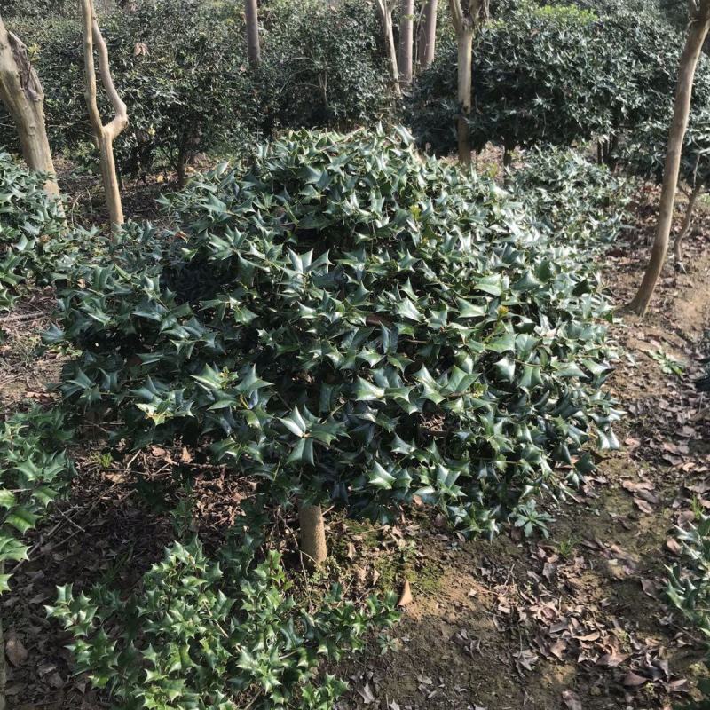 枸骨树苗老虎刺八角刺猫儿刺鸟不宿吉祥树羊角刺球绿植盆