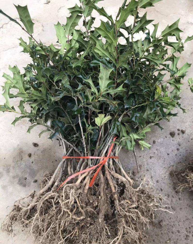 枸骨树苗老虎刺八角刺猫儿刺鸟不宿吉祥树羊角刺球绿植盆