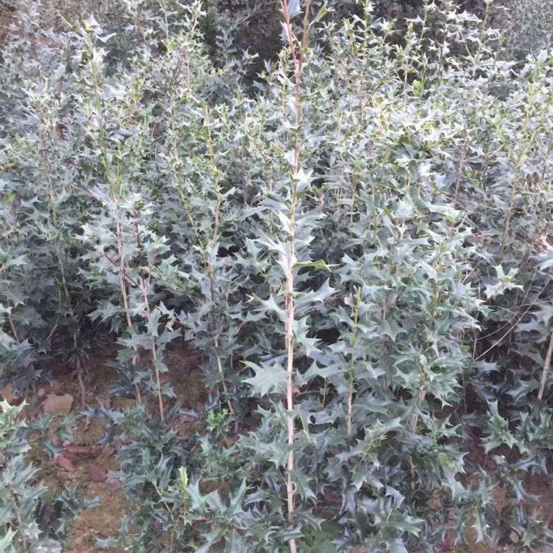 枸骨树苗老虎刺八角刺猫儿刺鸟不宿吉祥树羊角刺球绿植盆