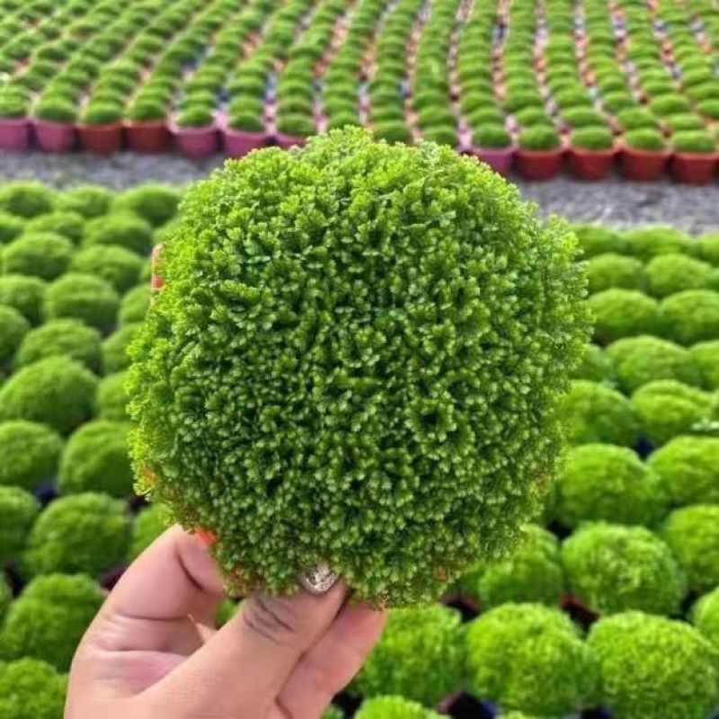 绿地球桌面绿植绿地珊瑚厥常绿蕨类植物翠云草绿地球水培盆栽