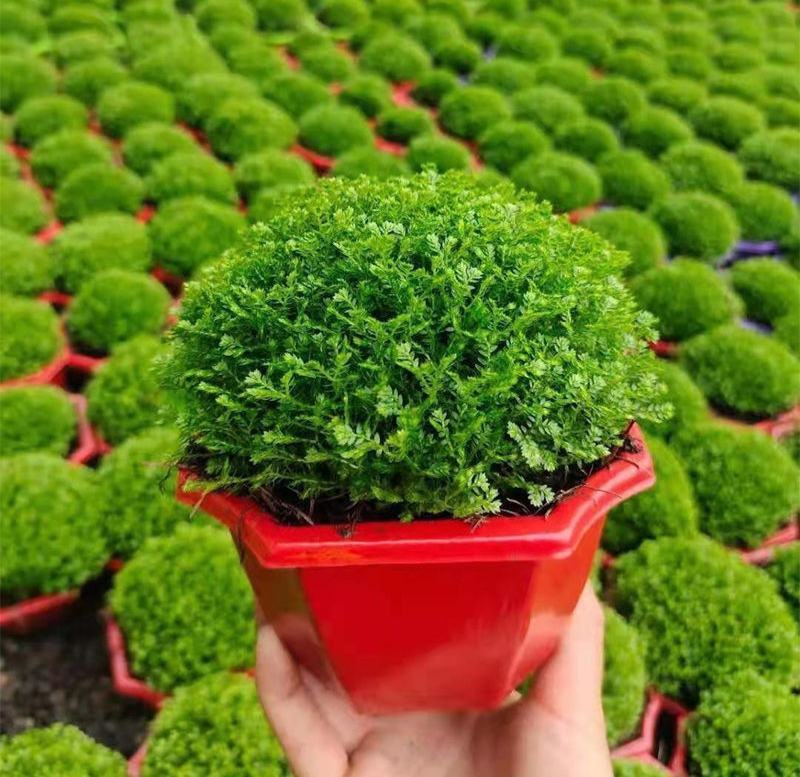 绿地球桌面绿植绿地珊瑚厥常绿蕨类植物翠云草绿地球水培盆栽