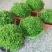 绿地球桌面绿植绿地珊瑚厥常绿蕨类植物翠云草绿地球水培盆栽