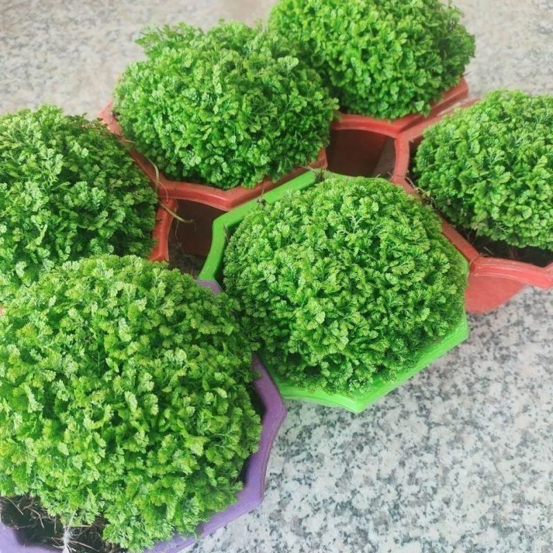 绿地球桌面绿植绿地珊瑚厥常绿蕨类植物翠云草绿地球水培盆栽