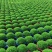 绿地球桌面绿植绿地珊瑚厥常绿蕨类植物翠云草绿地球水培盆栽