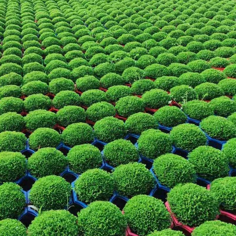 绿地球桌面绿植绿地珊瑚厥常绿蕨类植物翠云草绿地球水培盆栽