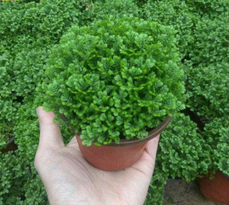 绿地球桌面绿植绿地珊瑚厥常绿蕨类植物翠云草绿地球水培盆栽