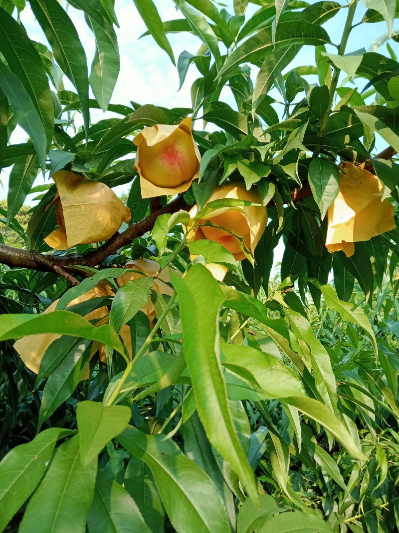 阳山水蜜桃自种自销，单果4两至一斤，口感好水分足易剥皮。