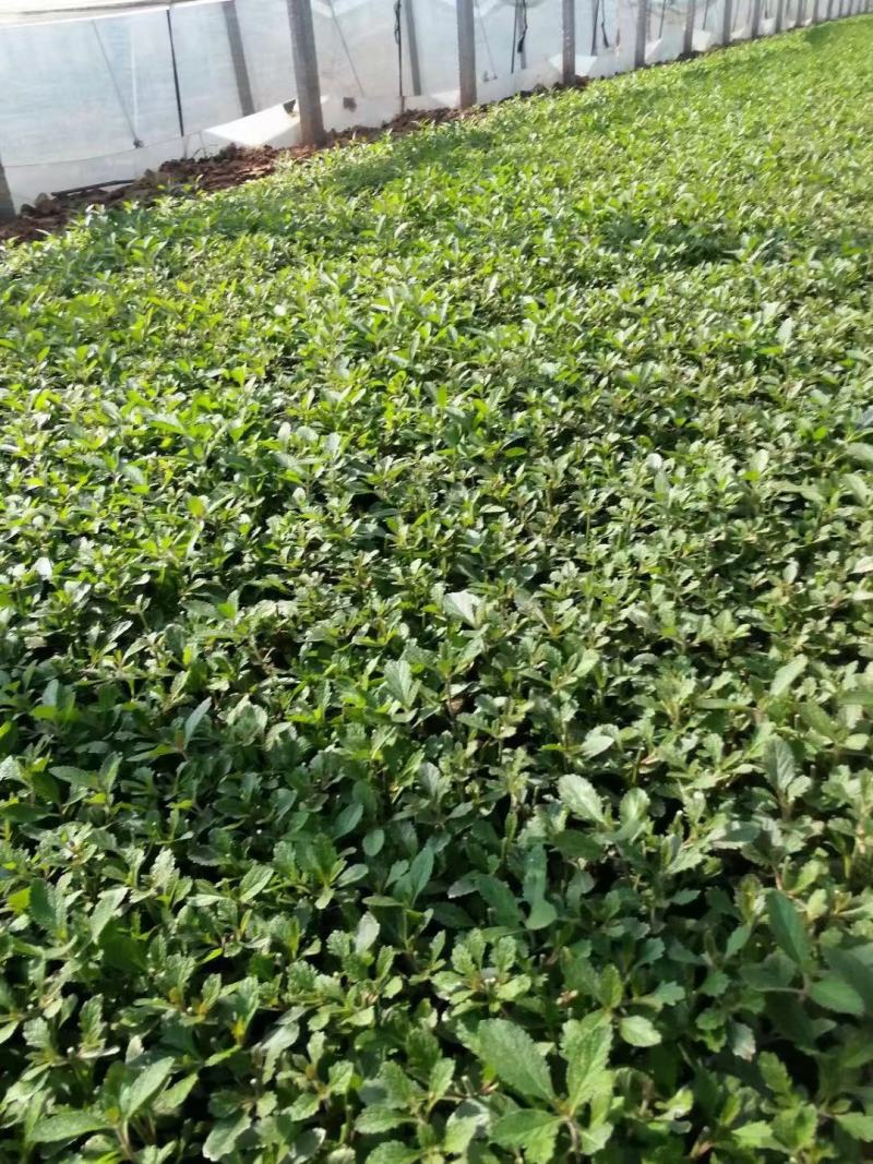 出售小皮筒打头柳叶马鞭草，双色盆带苞草花鼠尾草叶面好