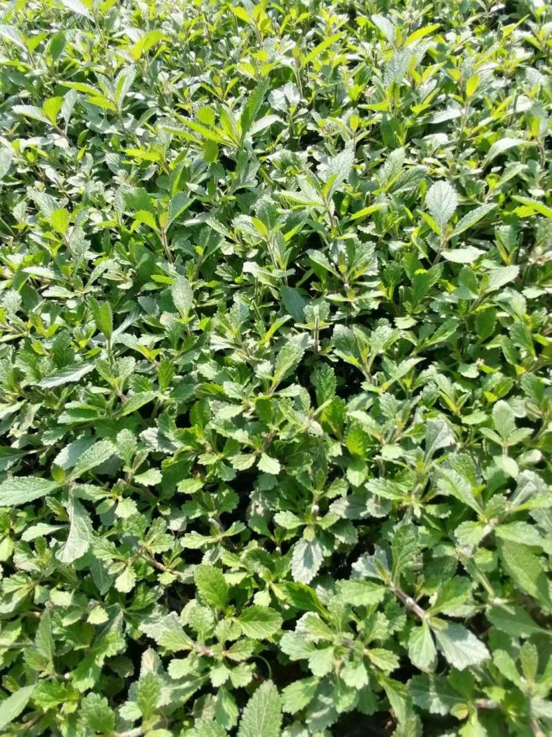 出售小皮筒打头柳叶马鞭草，双色盆带苞草花鼠尾草叶面好