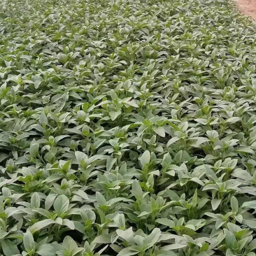 出售小皮筒打头柳叶马鞭草，双色盆带苞草花鼠尾草叶面好