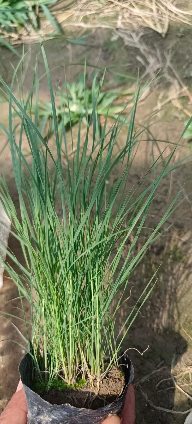 出售双色盆，欧石竹，爆盆无黄叶，无干花撒种多芽，