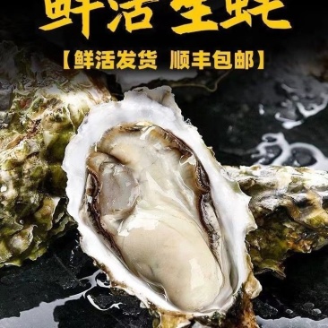 【顺丰包邮】生蚝鲜活新鲜活批发深海牡蛎现捕海蛎子贝类整箱