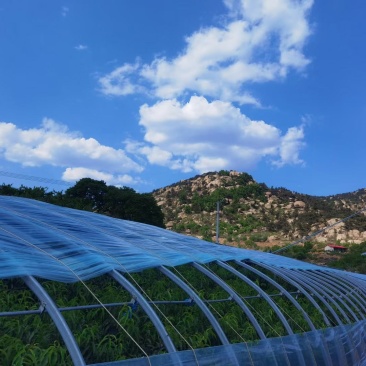 山东省临沂市蒙阴县黄油桃，中油四号，正在上市，支持一件代