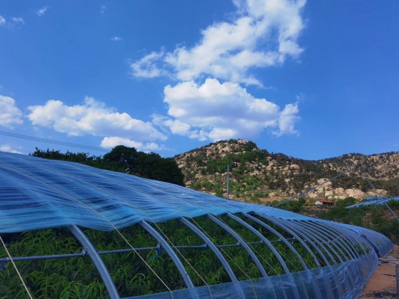 山东省临沂市蒙阴县黄油桃，中油四号，正在上市，支持一件代