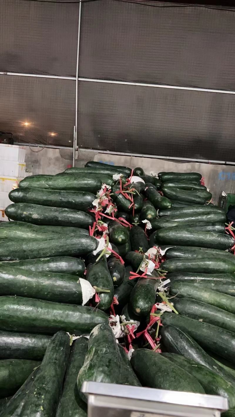 南宁本地黑皮冬瓜