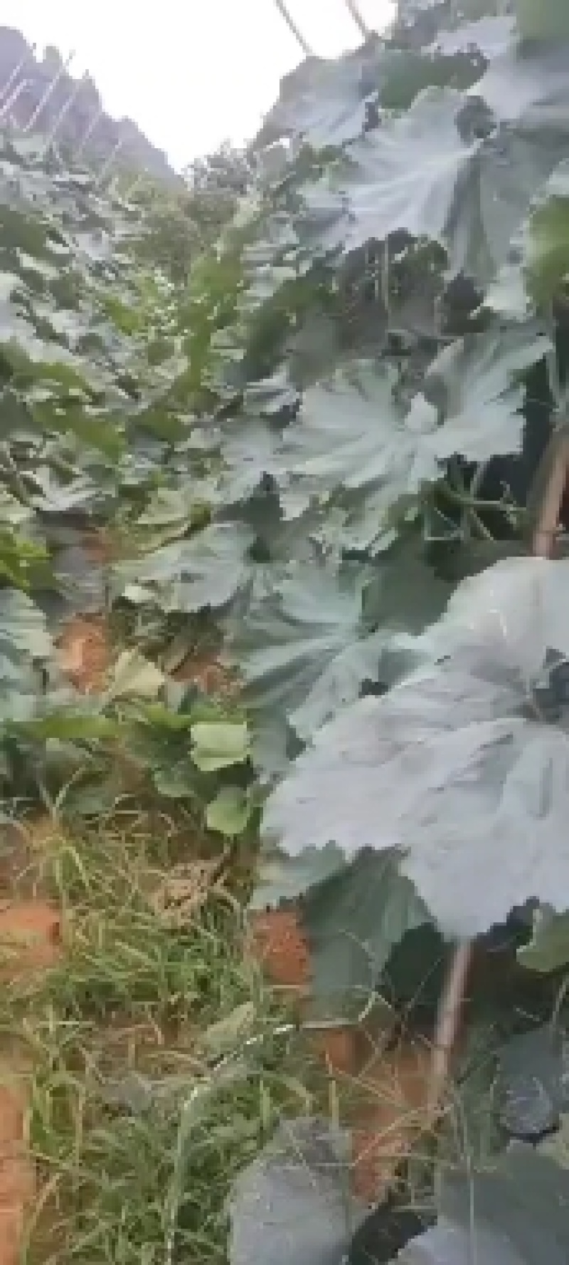 南宁本地黑皮冬瓜