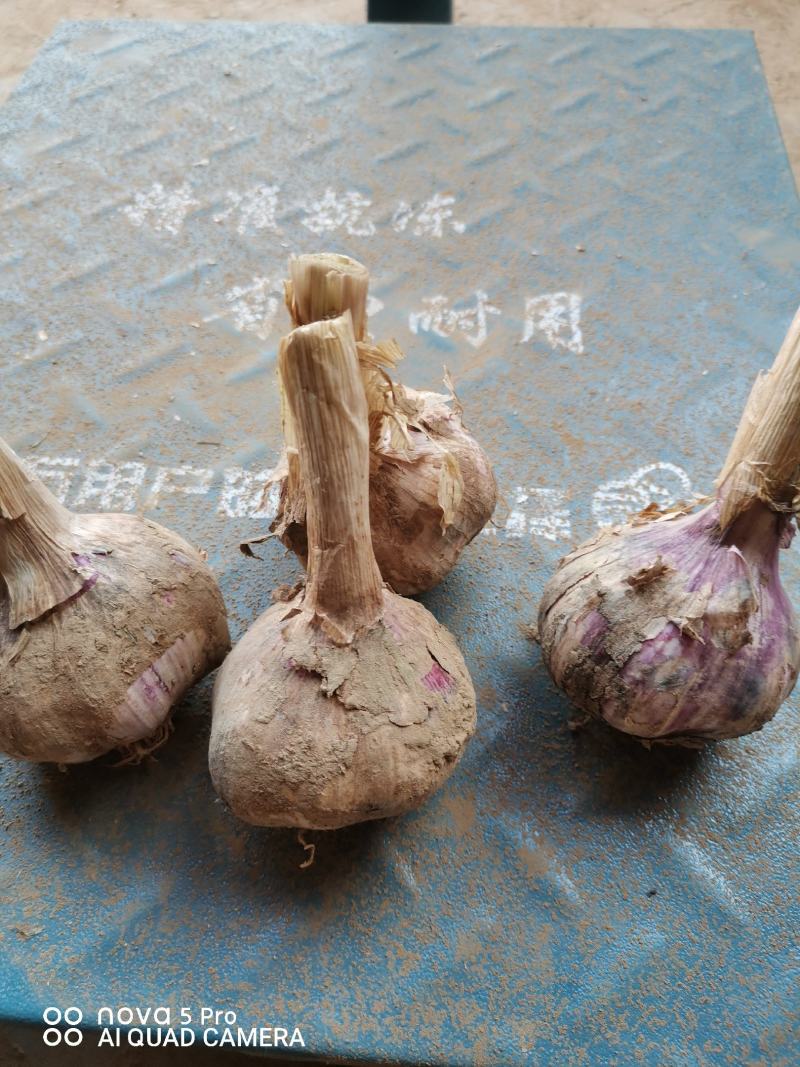 优质新鲜大蒜大量上市中，保质保量欢迎新老客户前来选购