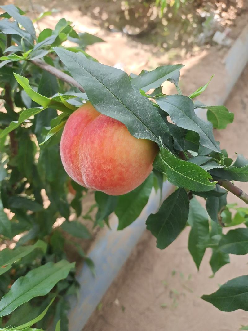 早十四号桃早玉桃，水蜜桃汁多肉厚口感甜货源稳定，质量高。