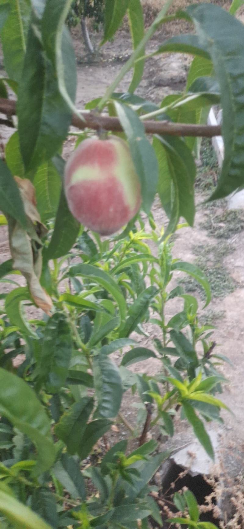 早十四号桃早玉桃，水蜜桃汁多肉厚口感甜货源稳定，质量高。