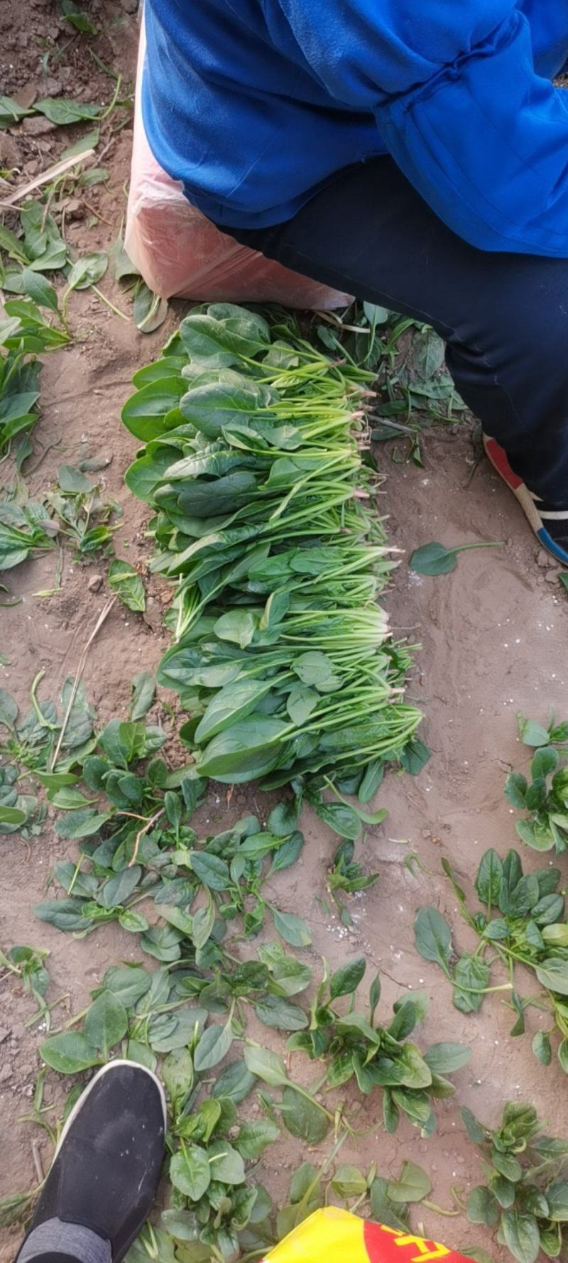 波菜