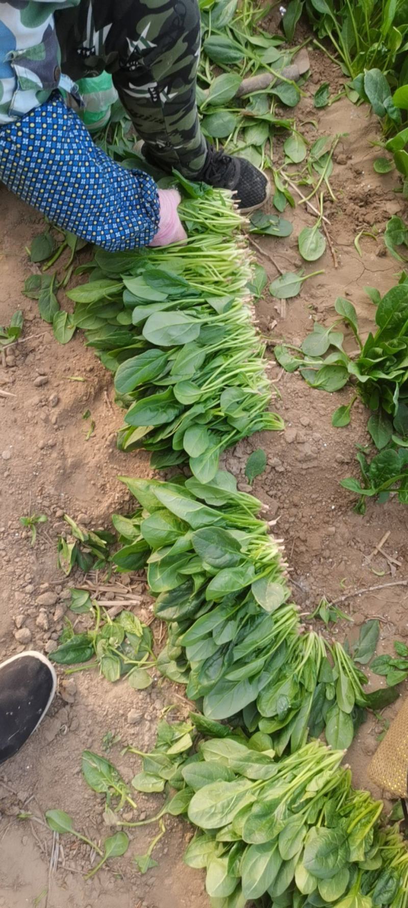 波菜