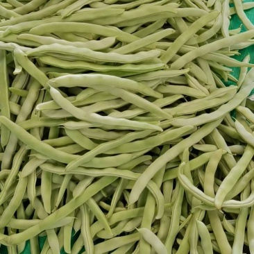 辽宁锦州北镇白芸豆大量上市质好价优