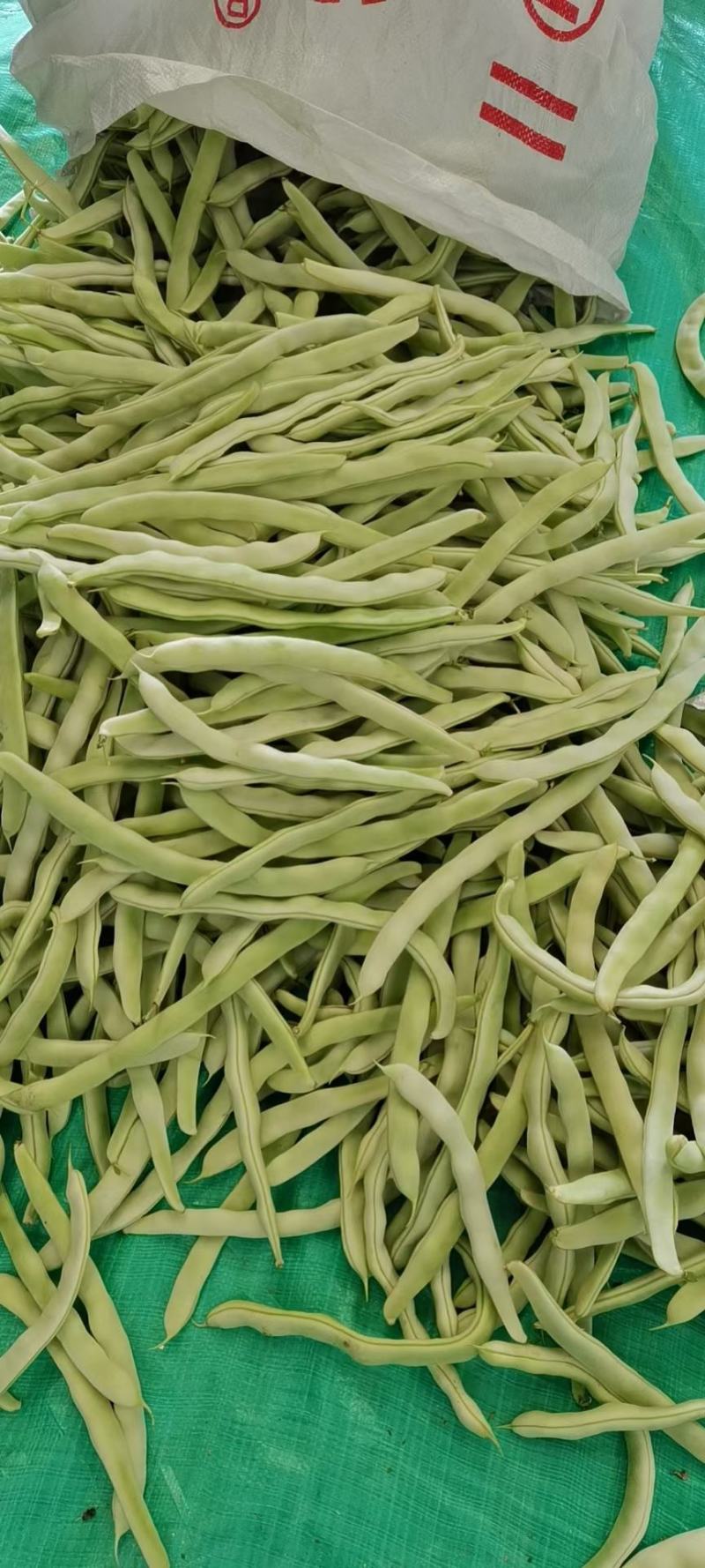 辽宁锦州北镇白芸豆大量上市质好价优
