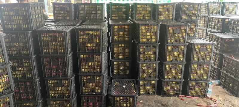 (精品)金都一号，红心火龙果
