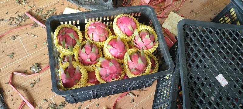 (精品)金都一号，红心火龙果