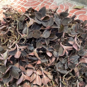 林下种植金线莲种苗，金线莲鲜品，基地直发，有量有价。