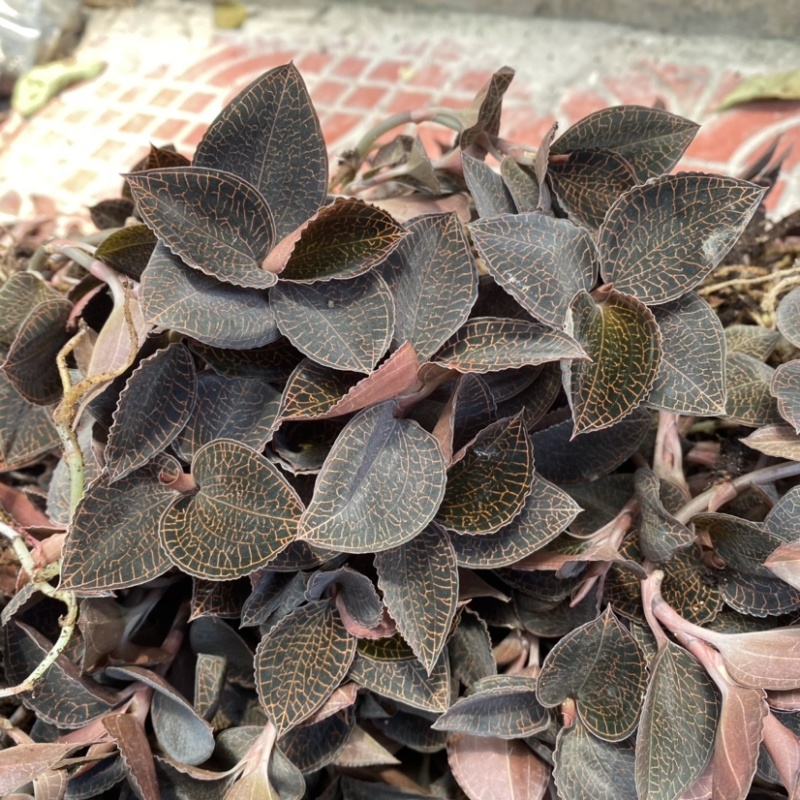 林下种植金线莲种苗，金线莲鲜品，基地直发，有量有价。