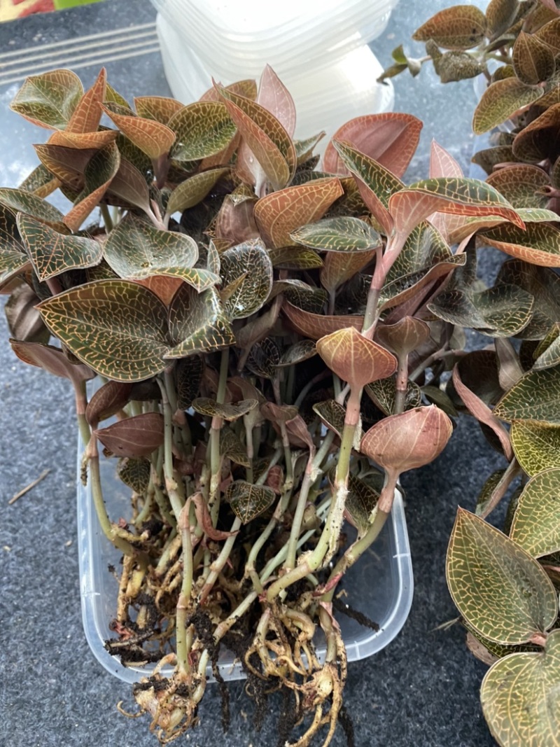 林下种植金线莲种苗，金线莲鲜品，基地直发，有量有价。