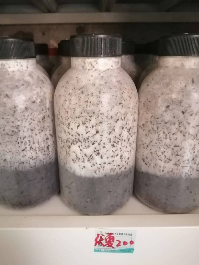 鸡腿菇特白39原种！800毫升瓶装原种！棉籽壳培养基！