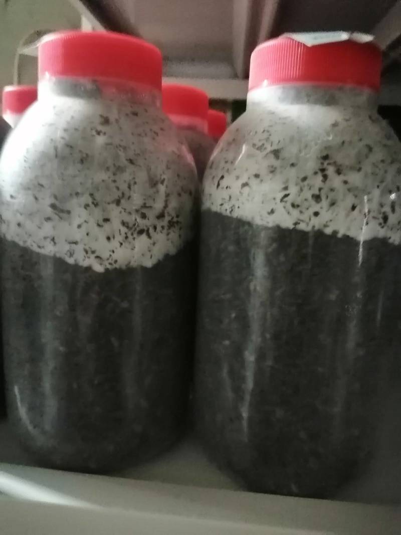 鸡腿菇特白39原种！800毫升瓶装原种！棉籽壳培养基！