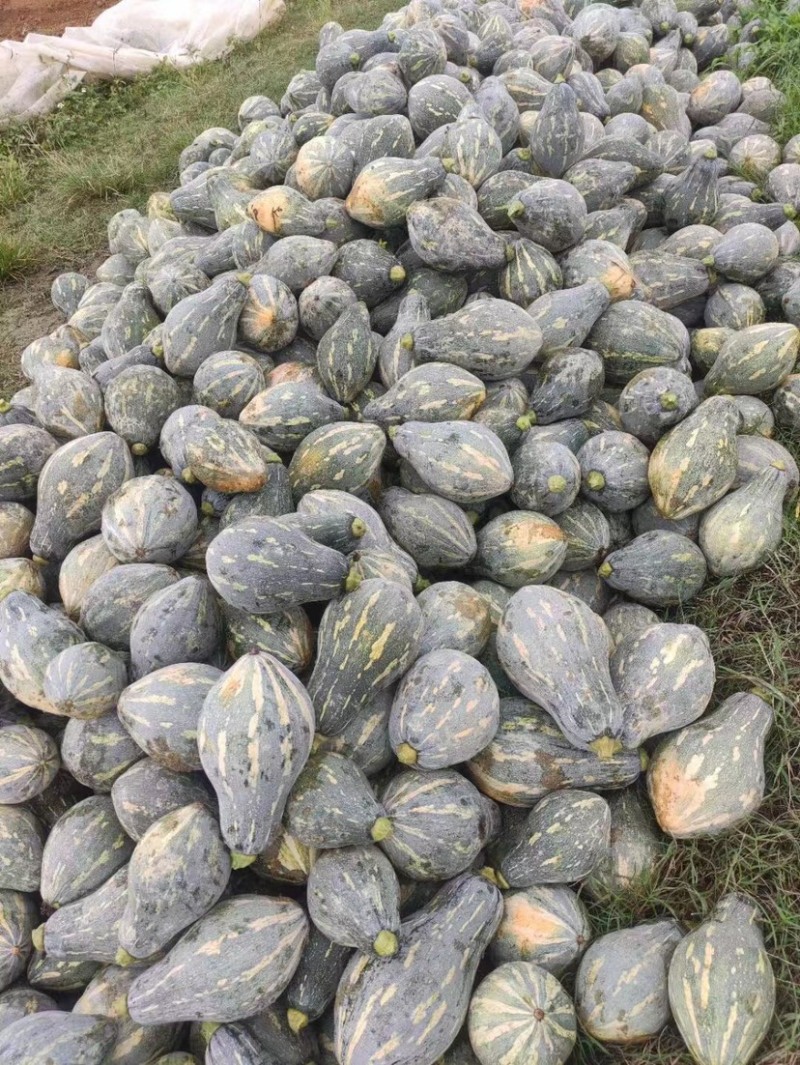 【QQ南瓜】广东产地一手货源.量大从优.欢迎您！
